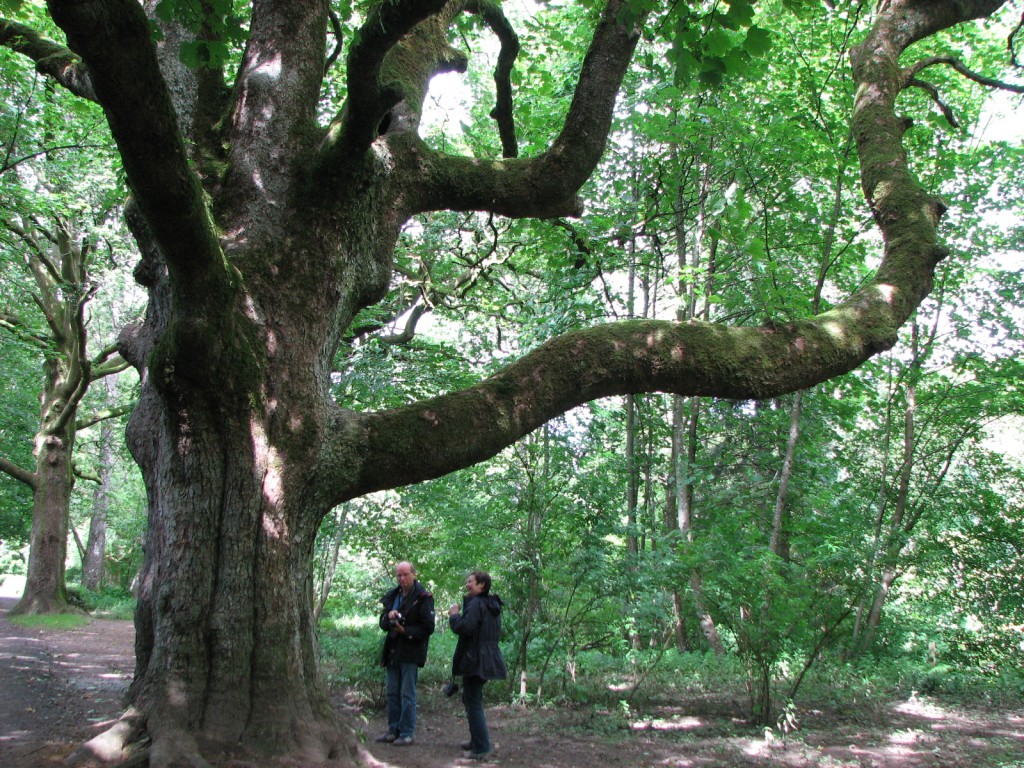 Old oak tree near the River Esk in Kirriemuir, Forfarshire, Scotland | Photo : Scotiana 2007