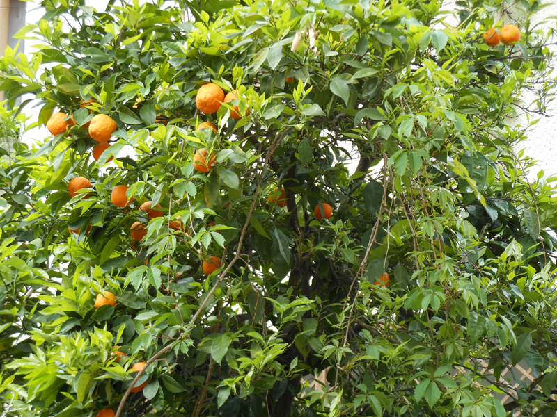 Céret in Roussillon orange trees