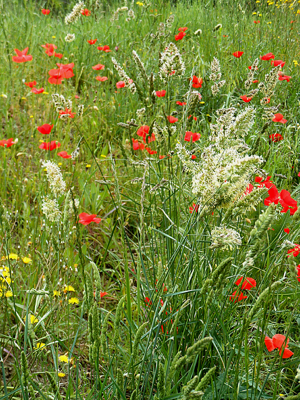 Wild flowers in Roussillon