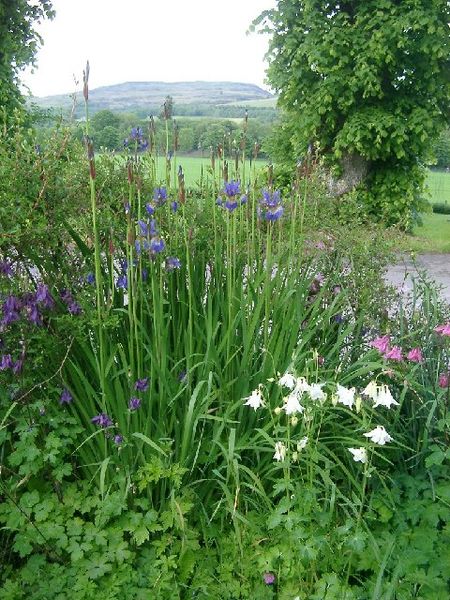 Irises and columbines and view onto Deuchary Hill from Dalguise Wikimedia