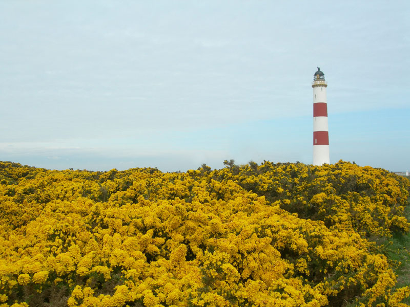Tarbat Ness Lighthouse yellow gorse © 2006 Scotiana