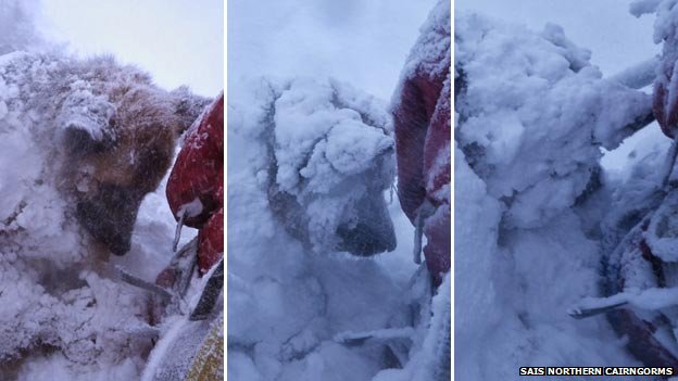 snow dog montage BBC artic