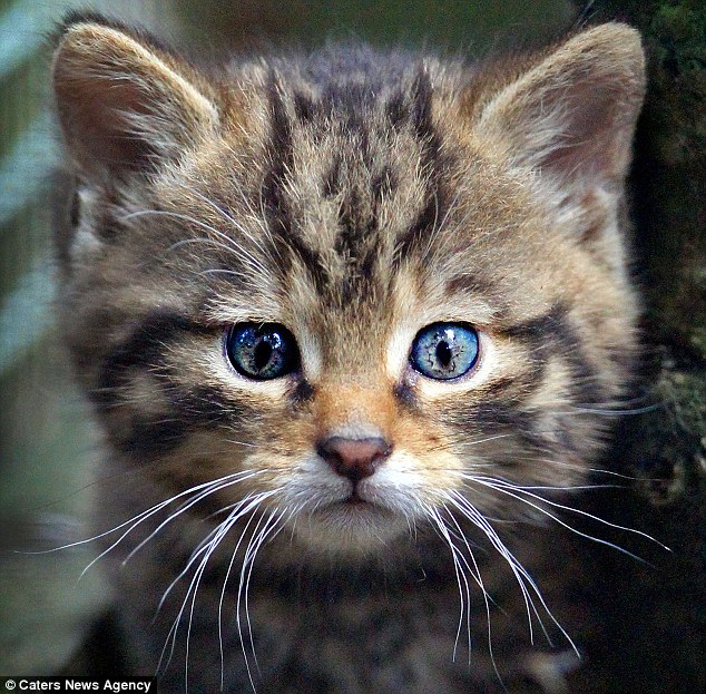 Wildcat kitten © Caters News Agency Source Daily Mail