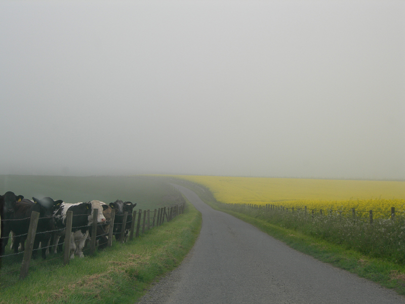 Yellow fields and cows in the mist © 2006 Scotiana