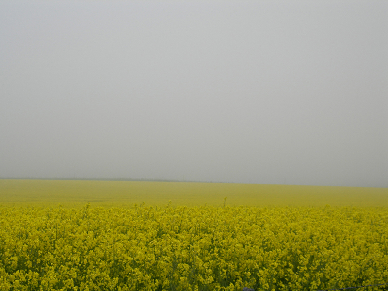 Yellow fields in the mist © 2006 Scotiana