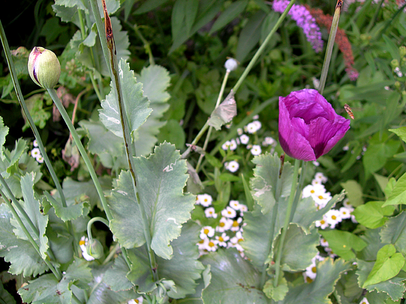 Daisies and mauve poppies in Dunmore Pineapple garden © 2007 Scotiana