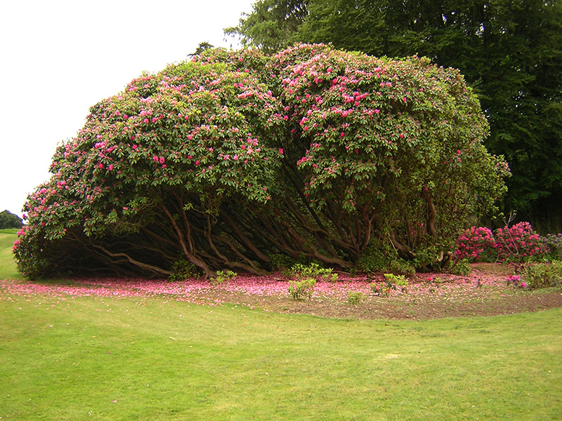 Castle Kennedy Gardens rhododendron arboreum © 2004 Scotiana