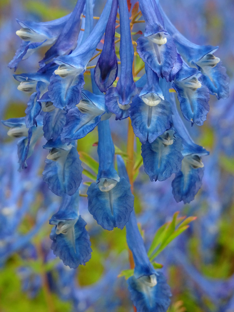 Kennedy Castle Gardens blue flowers © 2015 Scotiana