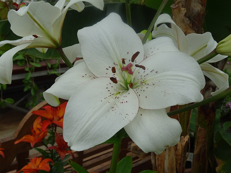 Threave Gardens white lily MA 16-05-2015  DSC08369