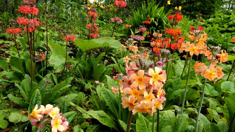 threave-garden-colorful-flowers