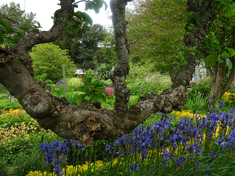 Broughton House old tree and blue iris © 2015 Scotiana