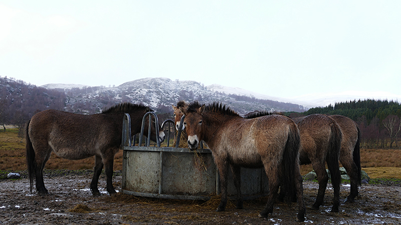 Highland Wildlife Park Przewalski horses © 2020 Scotiana