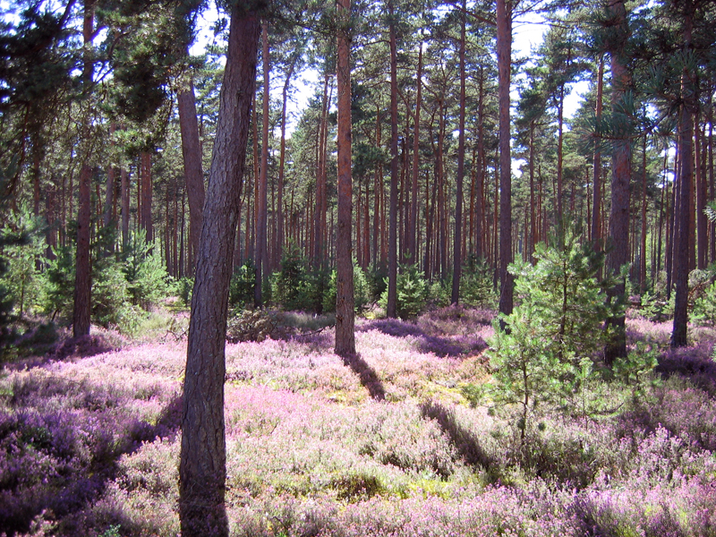 Sologne Pine Forest and Heather Carpet at Nançay Berry France 