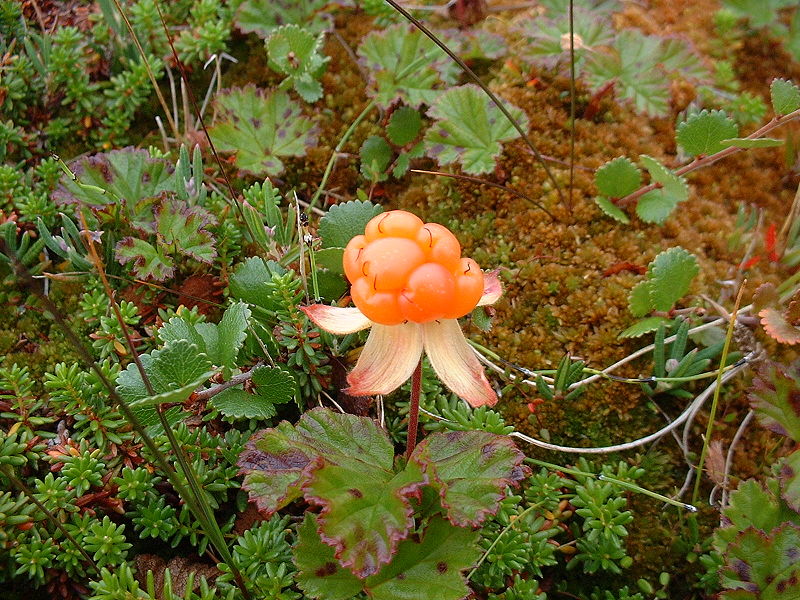 Ripe Chicoutai berry or Cloudberry - Rubus chamaemorus - Wikipedia
