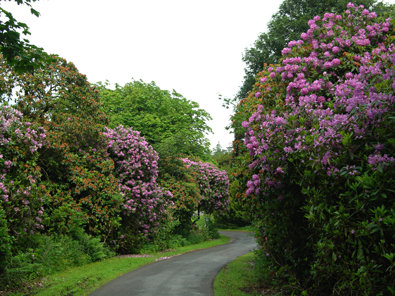 Hoddam Castle Estate Rhododendrons Dumfries and Galloway Scotland  © 2006 Scotiana