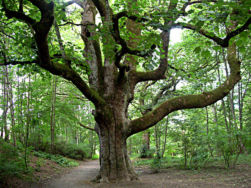 Birnam oak near Dunkeld © 2007 Scotiana