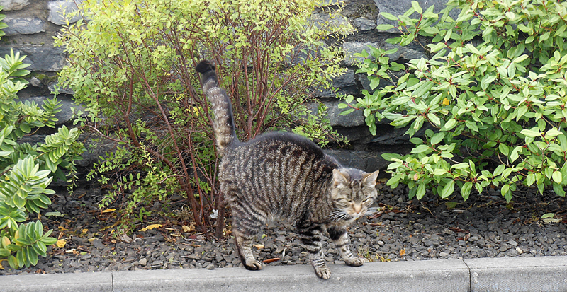 A cat in Orkney Highland Park © 2012 Scotiana