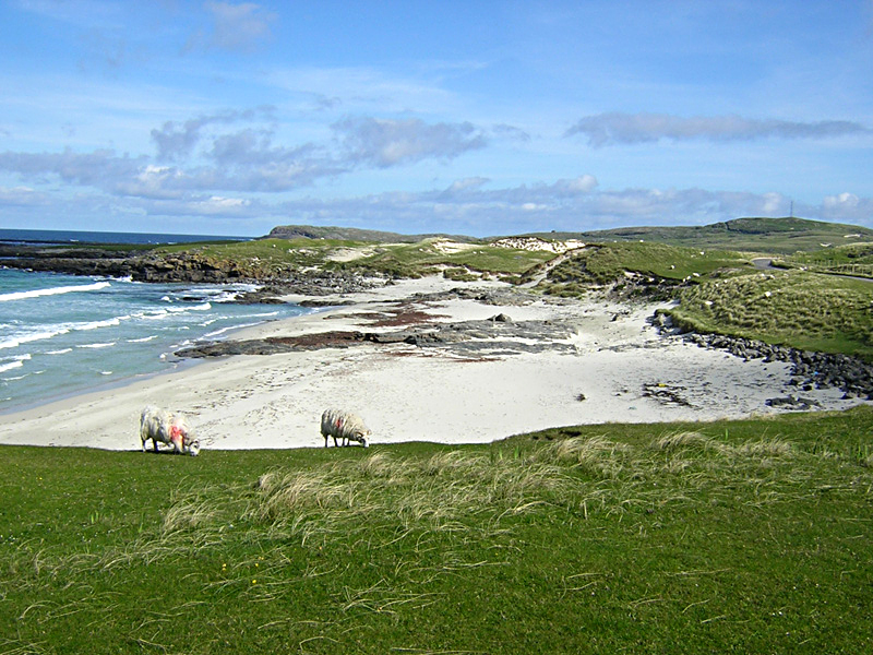 Isle of Barra Outer Hebrides sheep on the seashore © 2004 Scotiana
