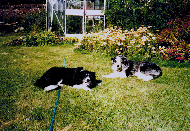 Resting time for George's border collies  © Scotiana