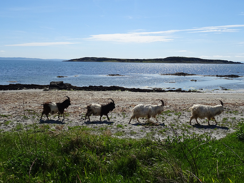 Wild goats on a beach in the island of Jura © 2015 Scotiana
