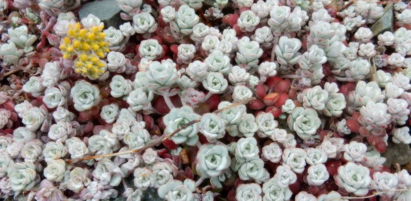 threave-gardens-white-rose-plant