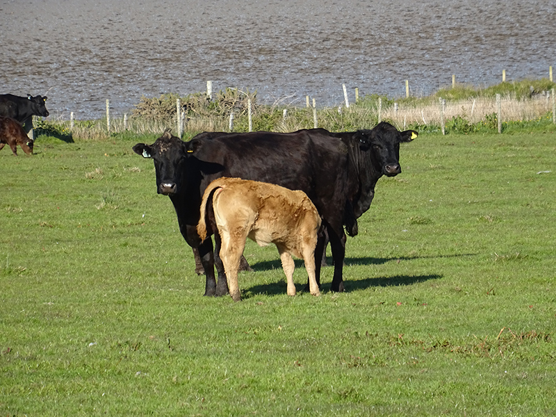 Islay Gruinart Bay black cows and calf  © 2015 Scotiana