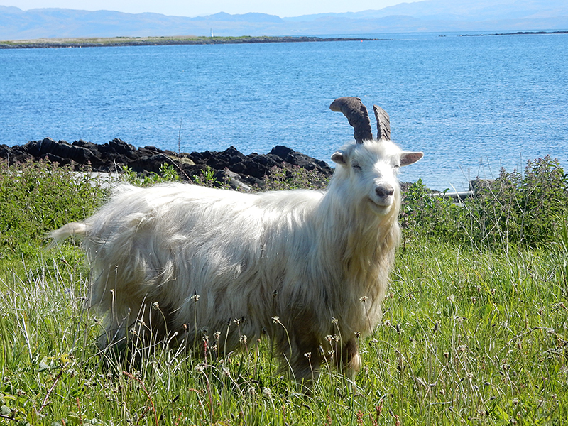 Jura laughing wild goat © 2015 Scotiana