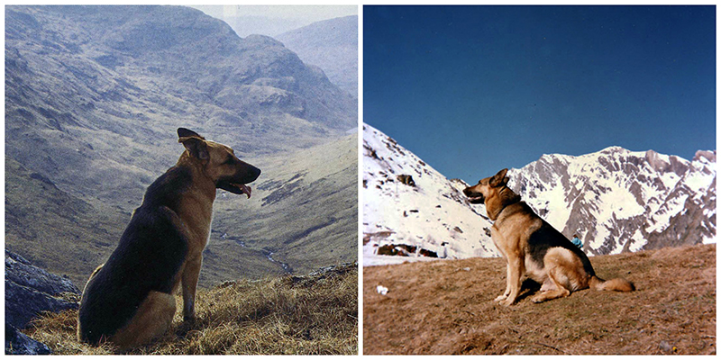 Moobli & Ralph in the Scottish and French  mountains © Scotiana