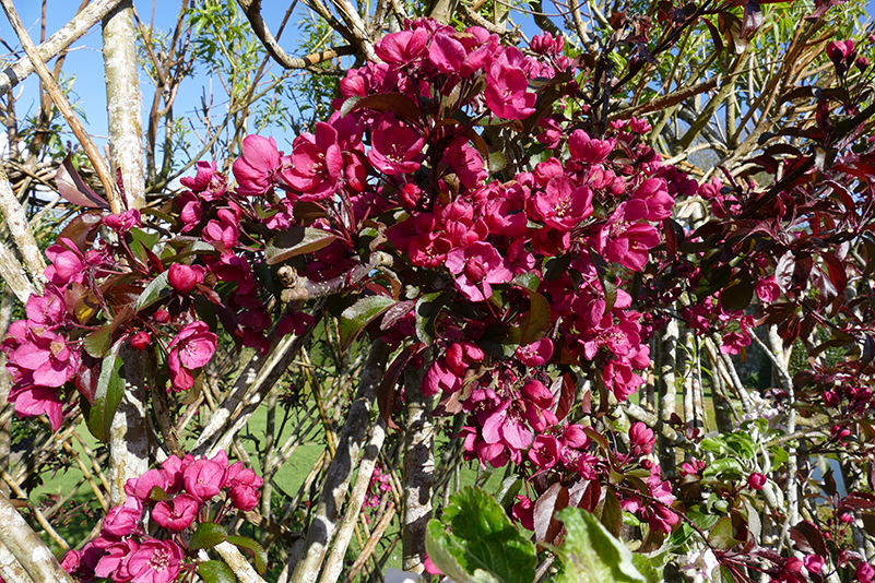 Drum Castle garden Japanese 'quince' © 2015 Scotiana