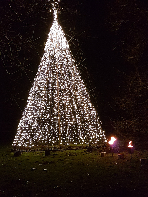 Edinburgh Botanics Christmas tree © 2019 Scotiana